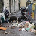 Genova, cinghiali a spasso ad Albaro e Sturla