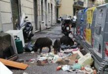 Genova, cinghiali a spasso ad Albaro e Sturla