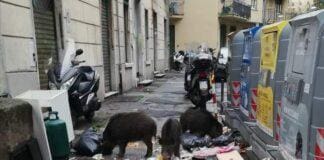 Genova, cinghiali in strada a Quezzi a metà pomeriggio