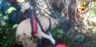 Arenzano, cani cadono in un pozzo, salvati dai Vigili del Fuoco cani salvati vigili del fuoco