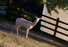 Daino albino avvistato in Val Vobbia ma c’è anche un capriolo nero capriolo albino