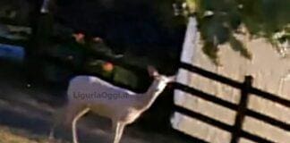 Daino albino avvistato in Val Vobbia ma c’è anche un capriolo nero capriolo albino