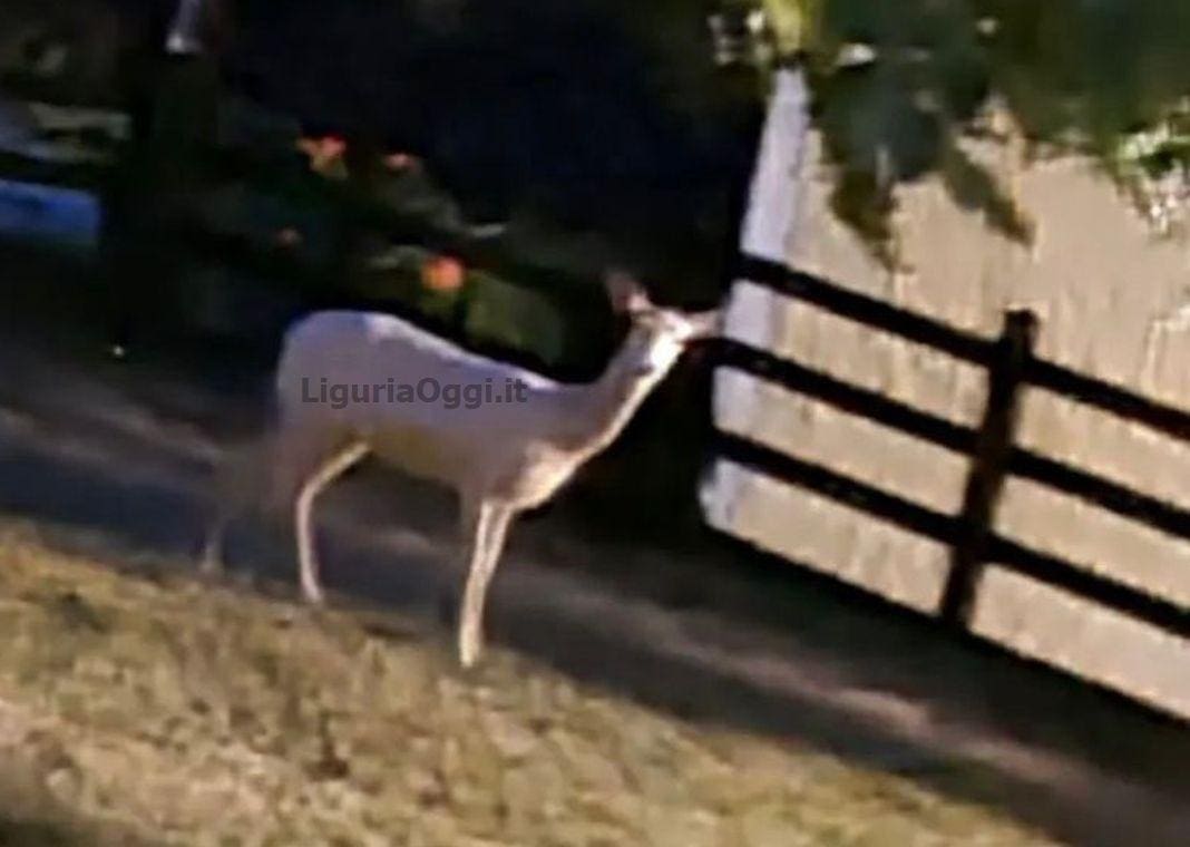 capriolo albino