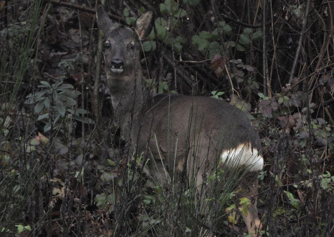 capriolo melanico 