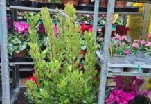 Genova, per il Natale green, addobbare allori e corbezzoli da ripiantare sul monte Moro corbezzolo