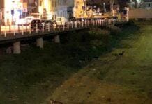 Vado Ligure, 5 lupi nel torrente Segno? Lupi torrente Segno Vado Ligure Savona