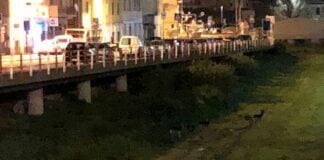 Vado Ligure, 5 lupi nel torrente Segno? Lupi torrente Segno Vado Ligure Savona