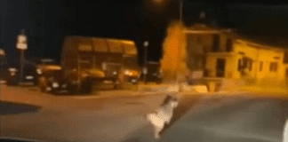 Lupo inseguito per strada a Castiglione Chiavarese, ora è caccia all’automobilista Lupo inseguito Castiglione Chiavarese