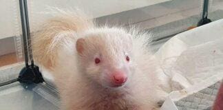 Albaro, ritrovata la moffetta albina smarrita Moffetta albina Albaro Genova