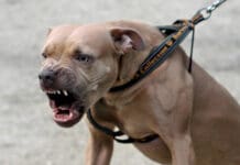 Toirano, ancora grave al Gaslini il bambino aggredito da un cane cane Amstaff pitbull