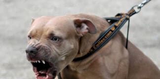 Genova, Pitbull morde alla testa bambina di tre anni cane Amstaff pitbull