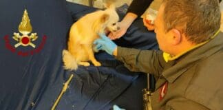 Genova, cane incastrato nella poltrona reclinabile, arrivano i Vigili del Fuoco cane incastrato poltrona reclinabile Genova