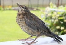 Giorni della Merla, la tradizione che prevede il tempo della Primavera Merlo femmina