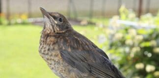 Giorni della Merla, la tradizione che prevede il tempo della Primavera Merlo femmina