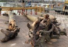 Prà, enorme tronco nel canale di calma, scatta il recupero VIDEO Pra' recupero tronco albero mare