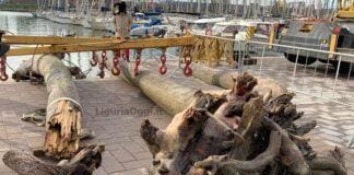 Prà, enorme tronco nel canale di calma, scatta il recupero VIDEO Pra' recupero tronco albero mare
