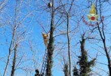 Vespa killer delle api, tre nidi distrutti dai Vigili del fuoco nello spezzino Vespa velutina vigili fuoco