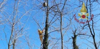 Vespa killer delle api, tre nidi distrutti dai Vigili del fuoco nello spezzino Vespa velutina vigili fuoco