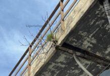 Genova, dalla Sopraelevata spunta un albero Albero sopraelevata Genova