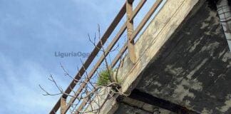 Genova, dalla Sopraelevata spunta un albero Albero sopraelevata Genova