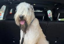 Isola del Cantone, ritrovato il cane scappato in autostrada dopo incidente cane Hitch scappato autostrada A7
