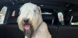 Incidente sulla A7, fuggito un cane, appello per ritrovarlo Hitch cane perso autostrada A7