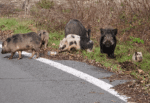 Vobbia, avvistati cinghiali ibridati con maiali domestici Cinghiali ibridati Vobbia