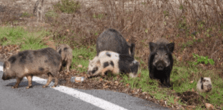 Vobbia, avvistati cinghiali ibridati con maiali domestici Cinghiali ibridati Vobbia