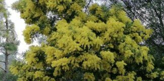 Cambiamenti Climatici, in Liguria mimosa già in fiore e api che si risvegliano Mimosa anticipo Bonassola