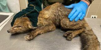 Genova, cucciolo di Volpe soccorso in un giardino di Quezzi Volpe rogna Quezzi, Enpa