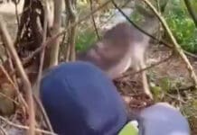 Ceriale, daino intrappolato da un laccio d’acciaio, salvato dall’Enpa Daino salvato Peagna
