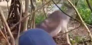 Ceriale, daino intrappolato da un laccio d’acciaio, salvato dall’Enpa Daino salvato Peagna