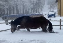 Neve in Liguria, al Rifugio Casermette del Penna la gioia della mascotte Fira Fira casermette Penna neve