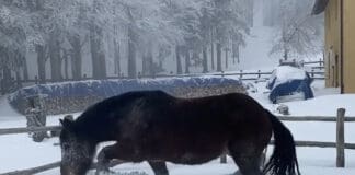 Neve in Liguria, al Rifugio Casermette del Penna la gioia della mascotte Fira Fira casermette Penna neve