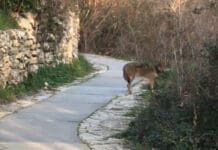 Genova, un Lupo sul percorso dell’antico Acquedotto Lupo Acquedotto Genova