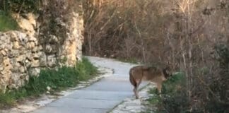 Genova, un Lupo sul percorso dell’antico Acquedotto Lupo Acquedotto Genova