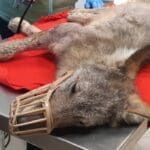 Lupo ferito salvato Enpa Genova