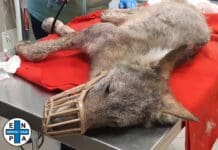 Loano conferma sostegno alle ambulanze veterinarie Lupo ferito salvato Enpa Genova