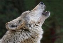 Genova, cagnolino morto sulle alture di San Fruttuoso e scatta la psicosi Lupi Lupo ululato