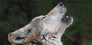 Genova, cagnolino morto sulle alture di San Fruttuoso e scatta la psicosi Lupi Lupo ululato