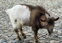 Portofino, foglio di via alla capra Ringo, la mascotte puzza e sporca, verrà trasferita Ringo capra mascotte Portofino
