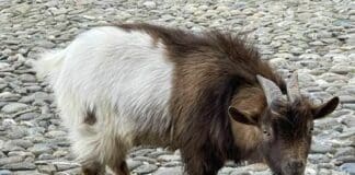 Portofino, foglio di via alla capra Ringo, la mascotte puzza e sporca, verrà trasferita Ringo capra mascotte Portofino