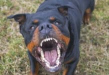 Sbranata dal cane del fratello, indagini sulla morte di una donna nell’imperiese Rottweiler