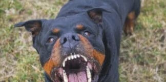 Non sarà abbattuto il cane che ha sbranato una donna a Soldano Rottweiler