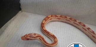 Sampierdarena, trovato serpente del grano per strada, si cerca il proprietario Serpente a Sampierdarena