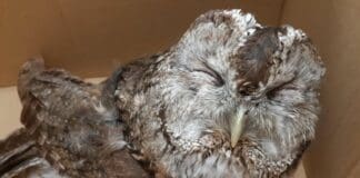 Genova, morto l’esemplare di Allocco soccorso da Enpa allocco soccorso Enpa Genova