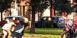 Genova, cinghiali nelle aiuole di piazza della Vittoria cinghiali piazza Vittoria Genova