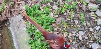 Genova, un fagiano nel greto del torrente Fereggiano fagiano fereggiano Quezzi Genova