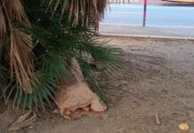Genova, pane secco nelle aiuole della Foce e nel Bisagno pane aiuole Foce