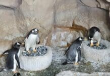 San Valentino, all’Acquario di Genova anche pinguini festeggiano l’amore Pinguini Acquario san valentino